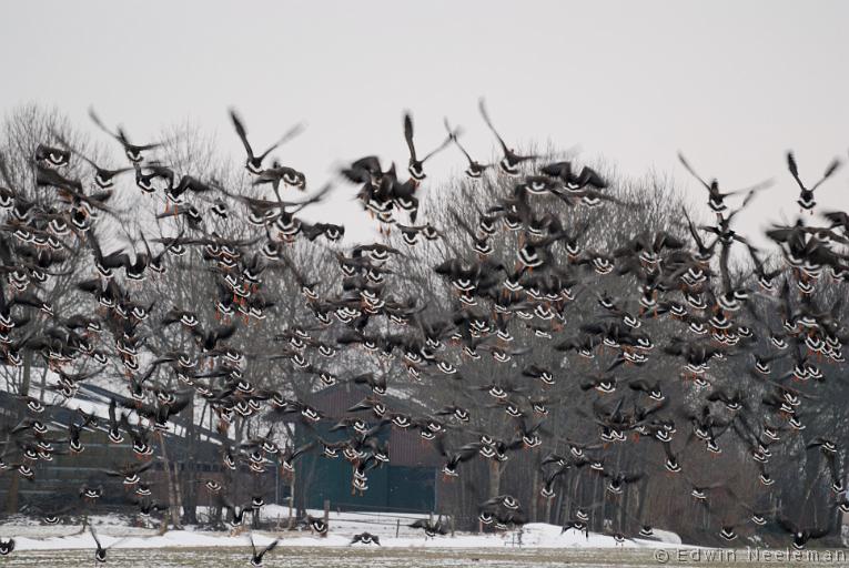 ENE-20100214-0044.jpg - [nl] Grauwe ganzen ( Anser anser ) | Tusschenbroek, Ossenzijl, Weerribben, Nederland[en] Greylag Geese ( Anser anser ) | Tusschenbroek, Ossenzijl, Weerribben, the Netherlands